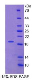 SDS-PAGE (KISS1-1646H).jpg